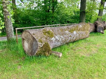 Jasanové dřevo kulatiny - 3