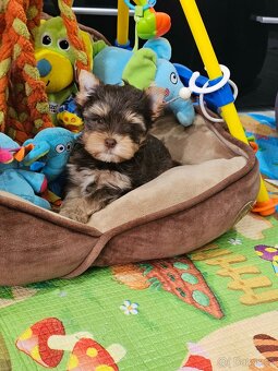 Jorkšírský teriér Čoko - 3