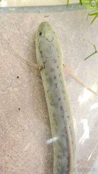 Bahník západoafrický Protopterus annectens - 3