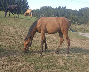 ČSP český sportovní pony červený plavák Hřebec KVH 135-140cm - 3