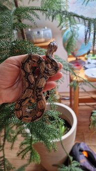 Hroznýš královsky-Boa constrictor imperator - 3