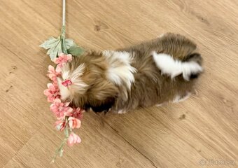 nejmilejší Shih-Tzu štěňátka - 3