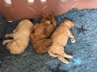 Cavapoo s pp/ registrací - 3