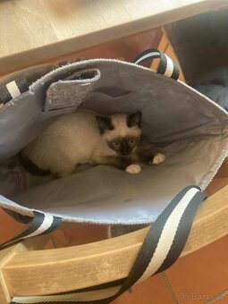 Britské kotě colorpoint - 3