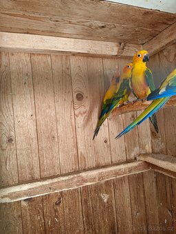 Prodám mláďata Aratinga sluneční - 3