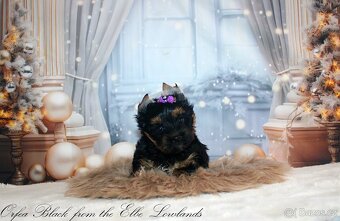 jorkšírský terier s pp fenka ( biewer ) - 3