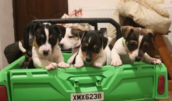 Jack Russell teriér - 3