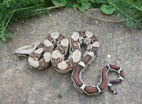 Boa imperator - Normal pos het Sterling Sharp Albino - 3