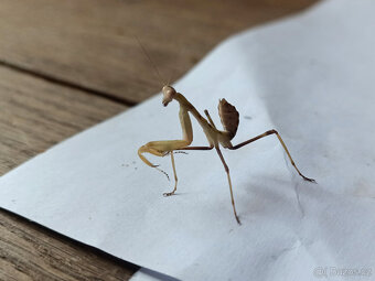 Prodám Kudlanky Sphodromantis viridis - 3
