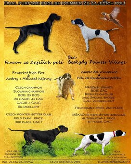 Štěňata anglický pointer - 3