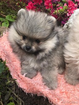 Pomeranian s p.p - 3