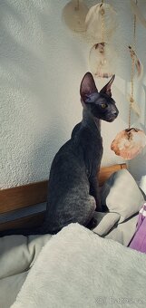 Maciatka cornish rex s PP - 3