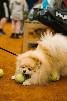 Hledáme nevěstu pro našeho krásného pomeraniana 🤍 - 3