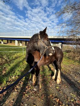 Irsky cob - I Výměna - 3