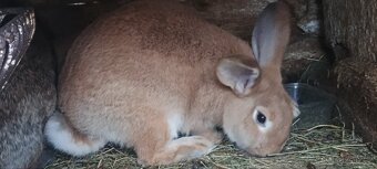 Nabízím králíky - 3