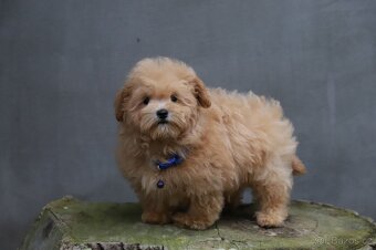 Maltipoo  F 1 - 3