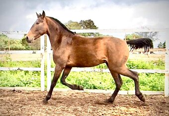 LUSITANO hřebec s PP - 3