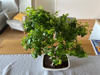 Bonsai Duranta erecta, výška 56 cm, stáří cca 27 let. - 3