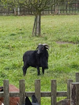 Kamerunský beran - 3