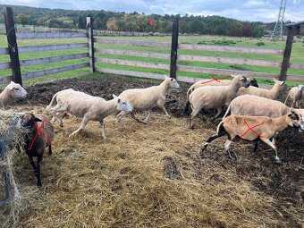 Ovce a berani různé, prodám nebo vyměním za seno - 3