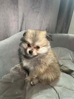Pomeranian - 3
