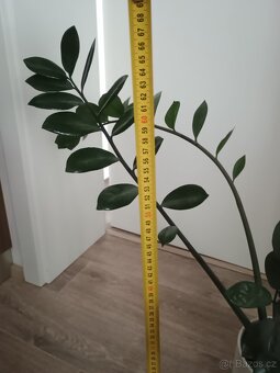 Zamiokulkas vyzvednutí v Praze - 3