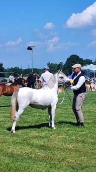 Welsh mountain Pony - 3