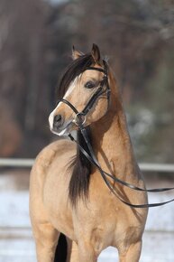 Připouštění Welsh pony - 3