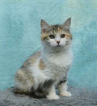 Kočička sibiřská - s PP - 3