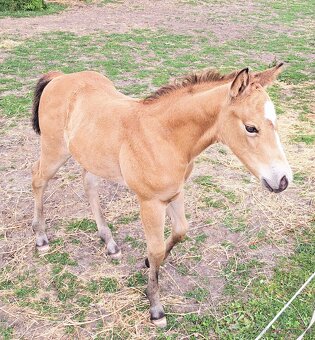 Appaloosa klisna letošní - 3