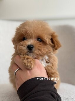 Nádherný chlapeček Maltipoo mini f1 - 3