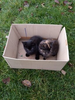 Daruji koťátka - 3