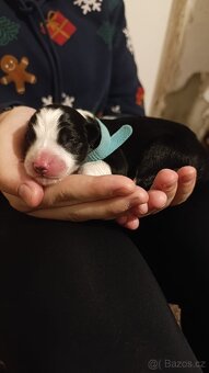 Border kolie s PP - 3