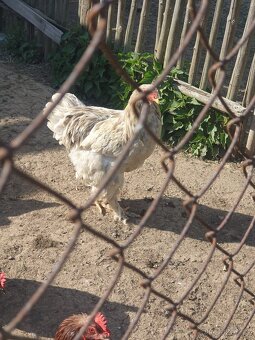 Brahmanky - 3