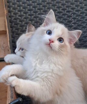 Kočičky ragdoll s PP - 3
