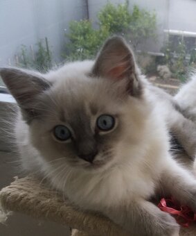 RAGDOLL KOŤÁTKA BEZ PP - 3