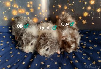 Morčátka CHS Z Hvězdné Liberec - 3