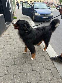 Bernský salašnický pes bez PP - 3