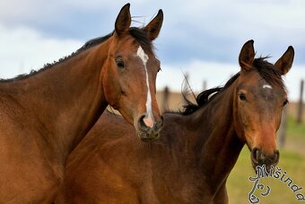 Ustájení Písek - 3