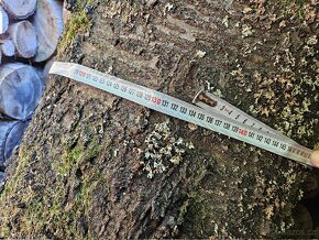 Kmen třešně - trešňové dřevo - 3