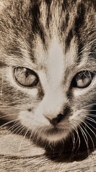 Obrazy na plátně Dětská kočka - 3