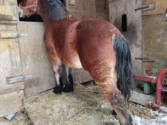 Predám mladú ťažnu kobylku - 3