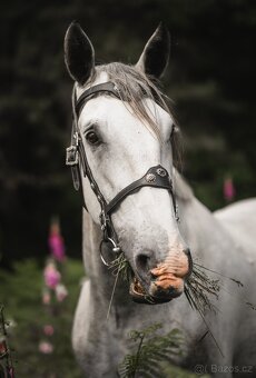 Starokladrubský valach na prodej - 3