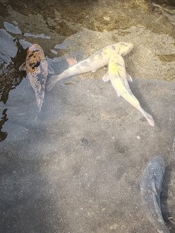 Koi kapr 40-55cm - 3