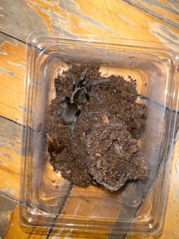 Hysterocrates Gigas - 3