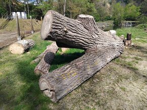 Topol (měkké dřevo) -  velké zajímavé kusy - 3