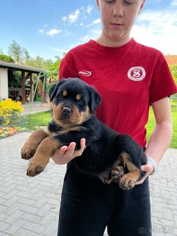 Rotvajler štěňata s PP (FCÍ) - 3