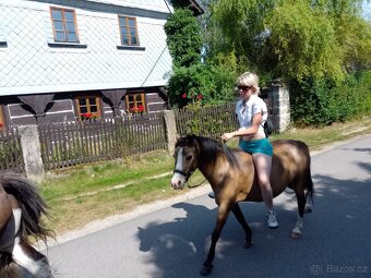 Welsh Moutain Pony kobylka s atraktivním zbarvením - 3