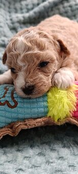 bischpoo ,,, toy pudl - 3
