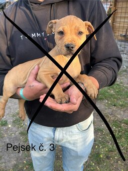 Americký Pitbullterier - 3